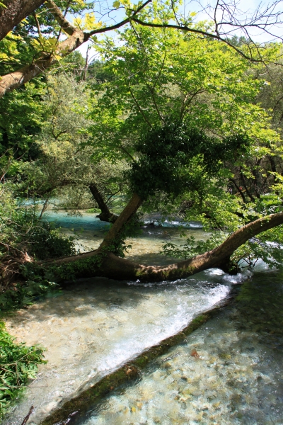 Albanie (78)