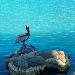 Antigua-Barbuda-34