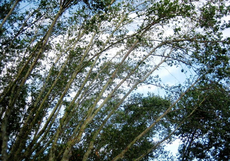 Argentinie (109)