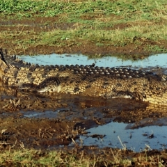 Australie (13)