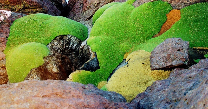 Bolivia (67)