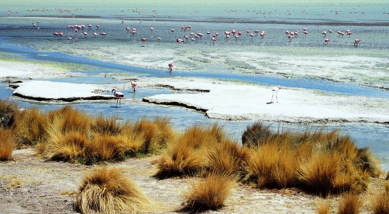 Bolivia (83)