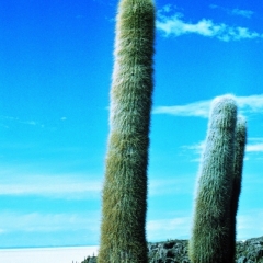 Bolivia (15)