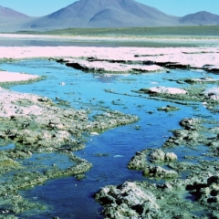 Bolivia (36)