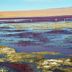 Bolivia (39)