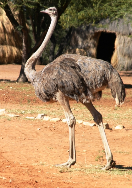 Botswana (54)