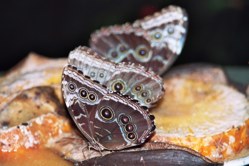 Costa Rica (10)