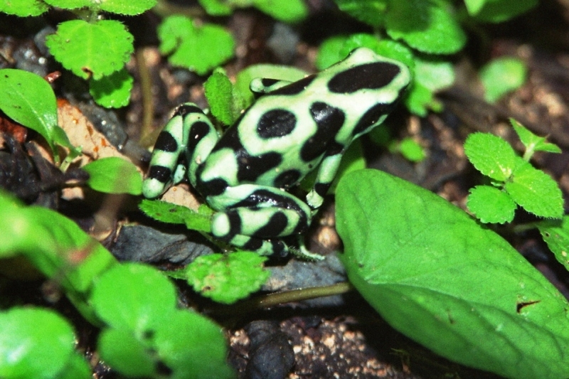 Costa Rica (11)