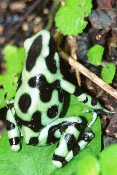 Costa Rica (12)