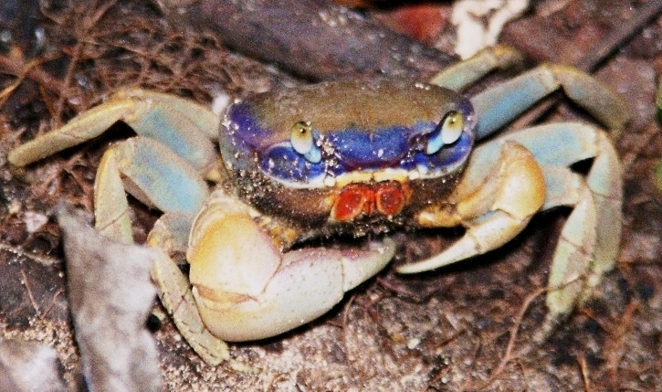 Costa Rica (13)