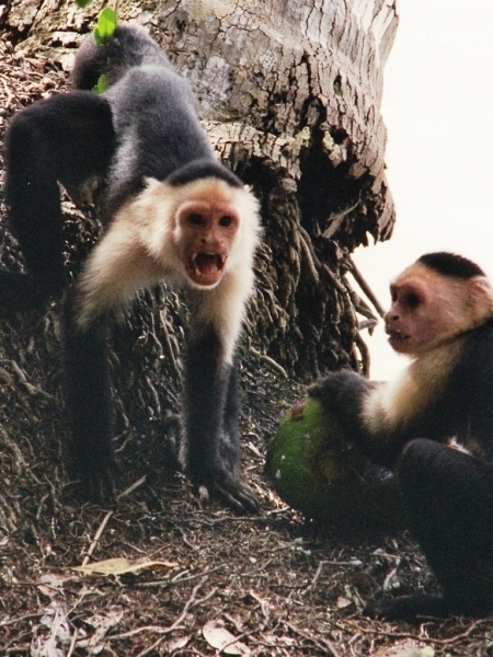 Costa Rica (14)