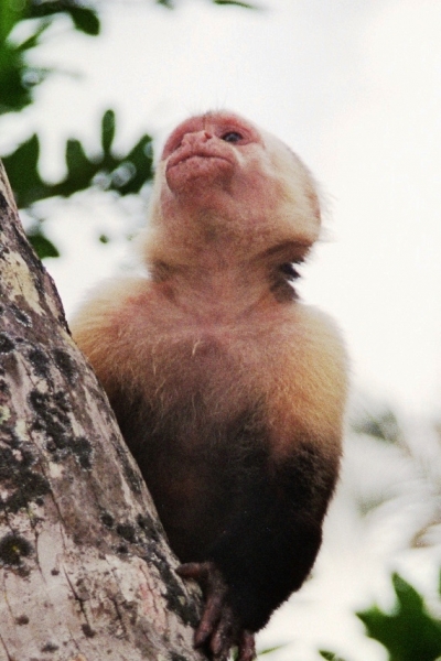 Costa Rica (16)