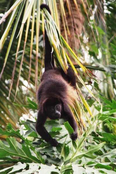 Costa Rica (17)
