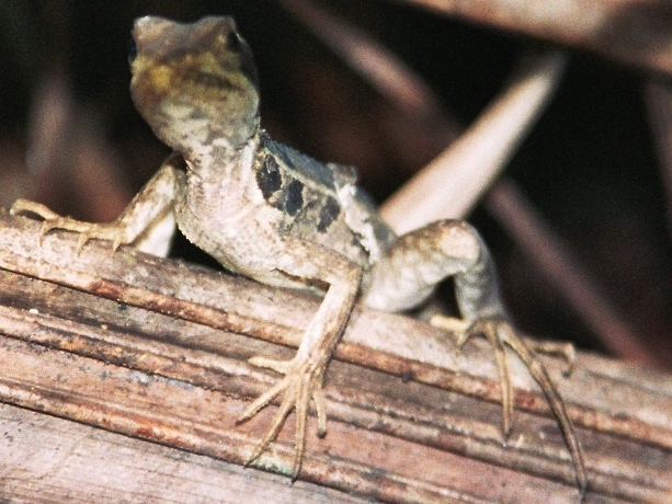 Costa Rica (19)