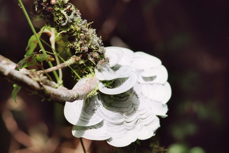Costa Rica (2)