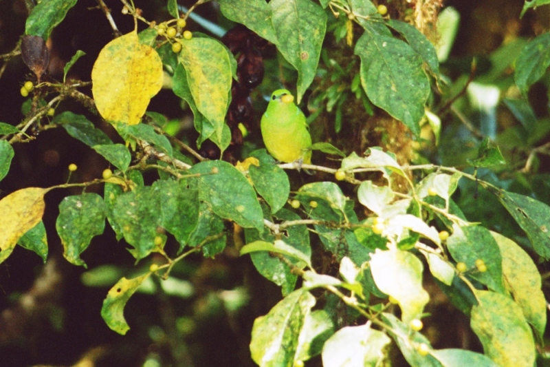 Costa Rica (35)