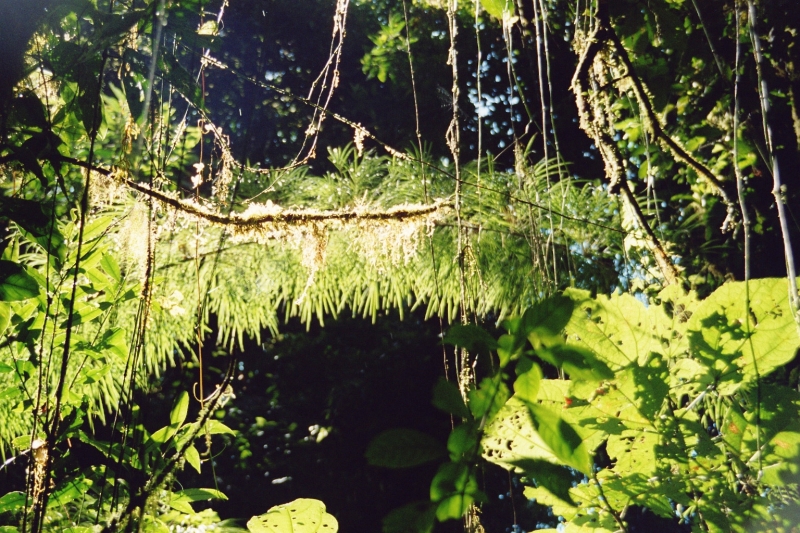 Costa Rica (36)