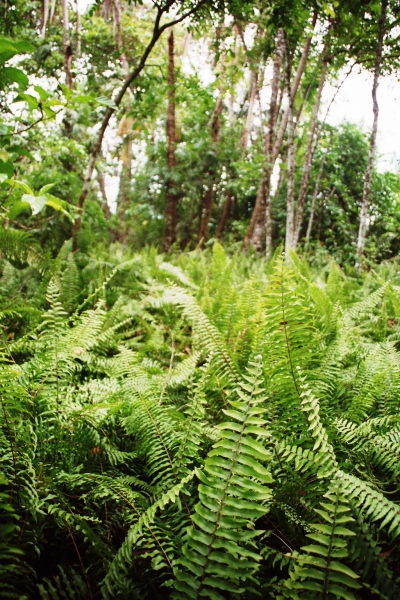 Costa Rica (41)