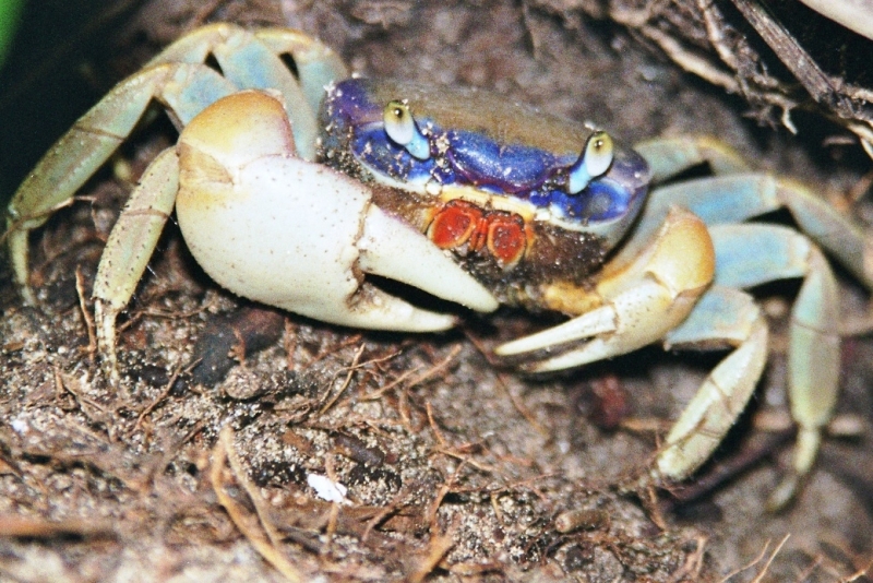 Costa Rica (6)