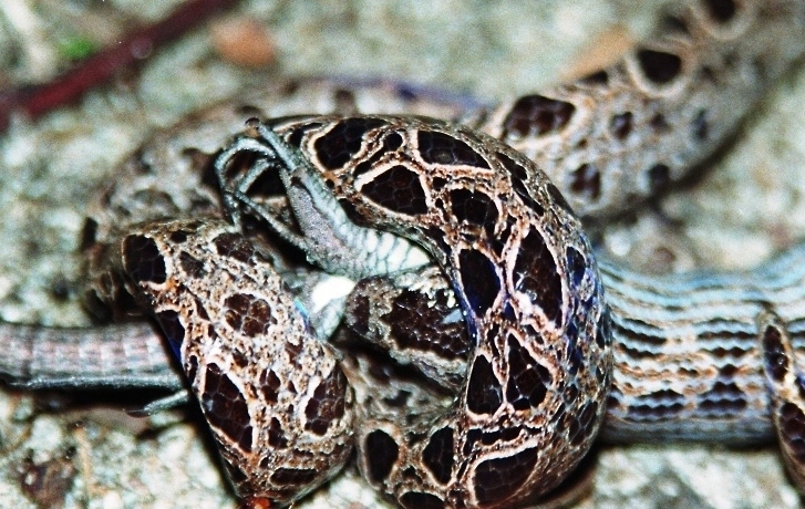 Costa Rica (7)