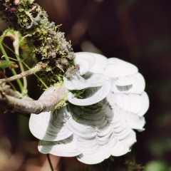 Costa Rica (2)