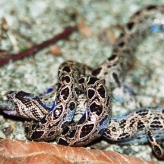 Costa Rica (3)