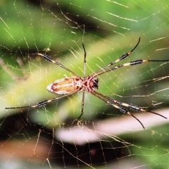 Costa Rica (8)