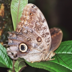 Costa Rica (9)