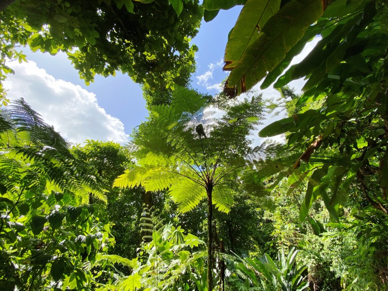 Dominica-22