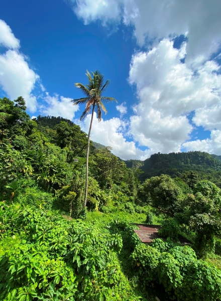Dominica-51
