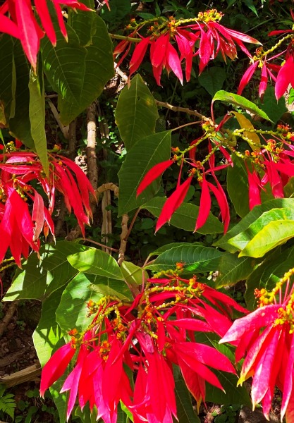 Dominica-58