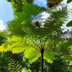 Dominica-17