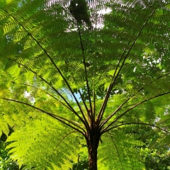 Dominica-2