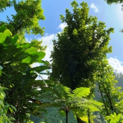 Dominica-29
