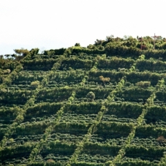 El Salvador (10)