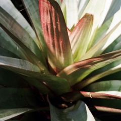 El Salvador (8)