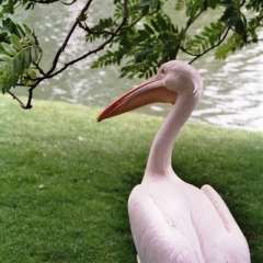 Engeland (11)