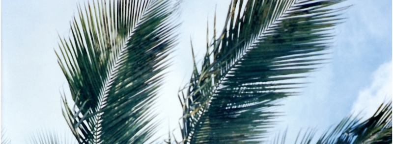 VS - Florida (3)