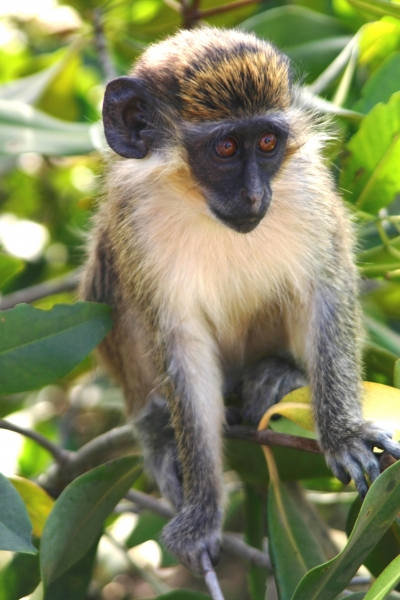 Gambia (11)