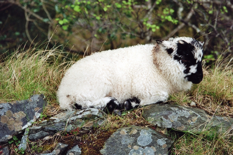Ierland (26)