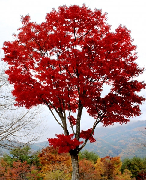 Japan (113)