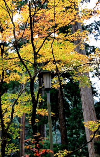 Japan (117)