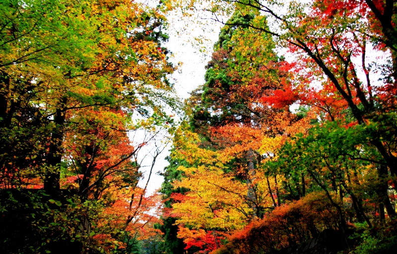 Japan (144)