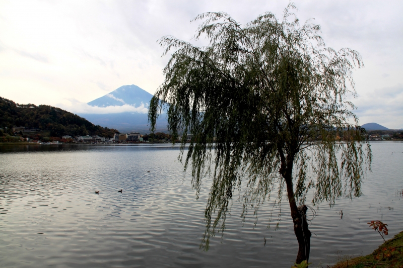 Japan (231)