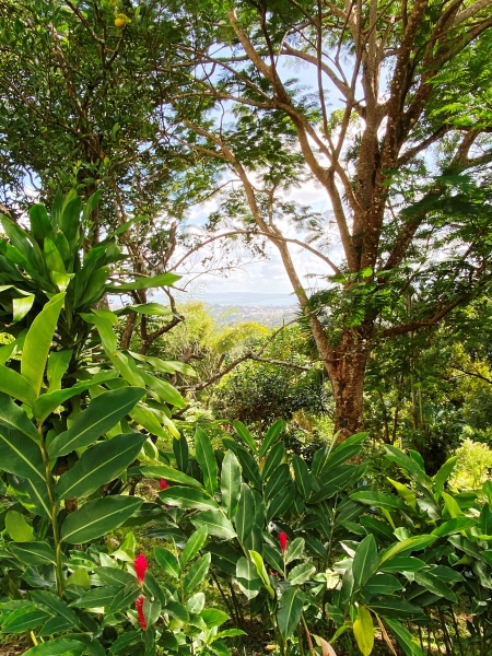 Martinique-32
