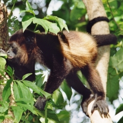 Nicaragua (37)