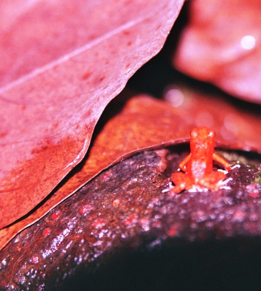 Panama (10)