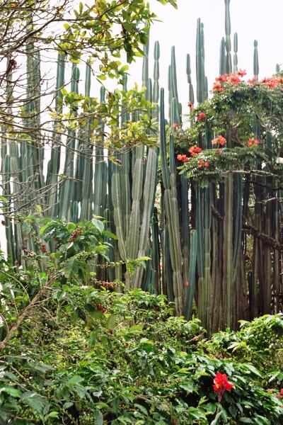 Panama (21)