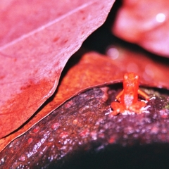 Panama (10)