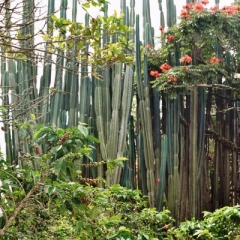 Panama (21)